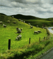 /album/fotogalerie-nove-fotky/ovcacky-pes-gif/